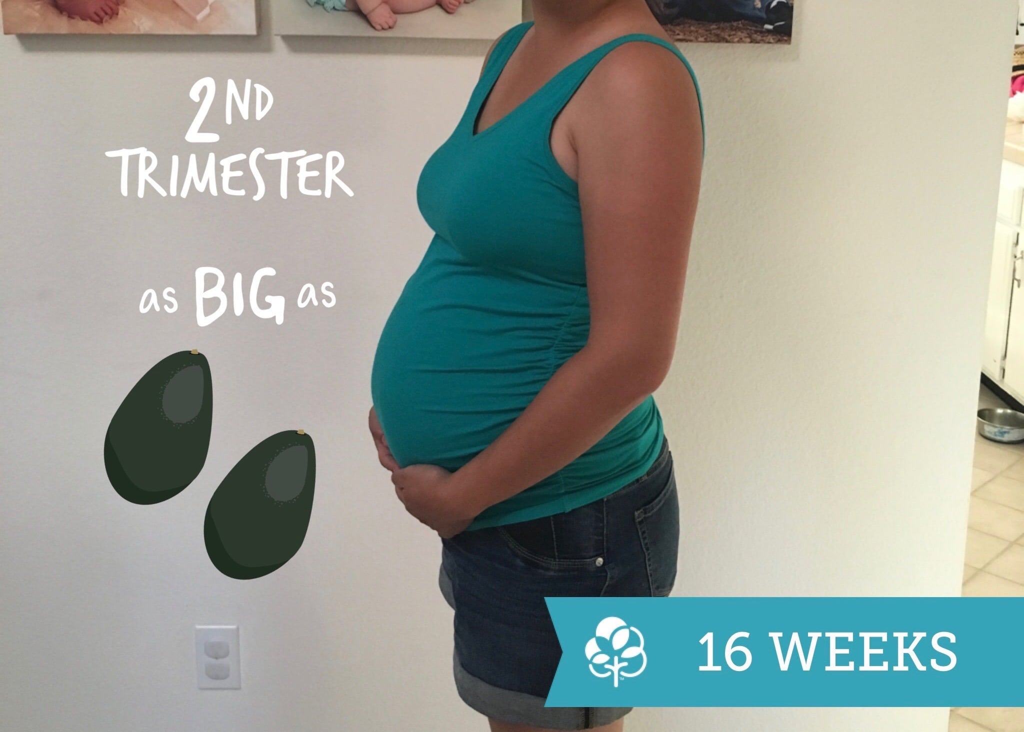 16 weeks pregnant with twins