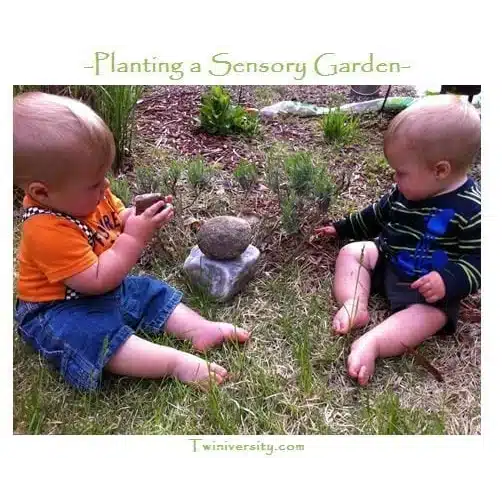 Planting a Sensory Garden