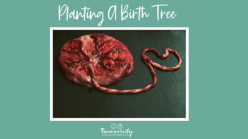 placenta tree of life Birth Tree
