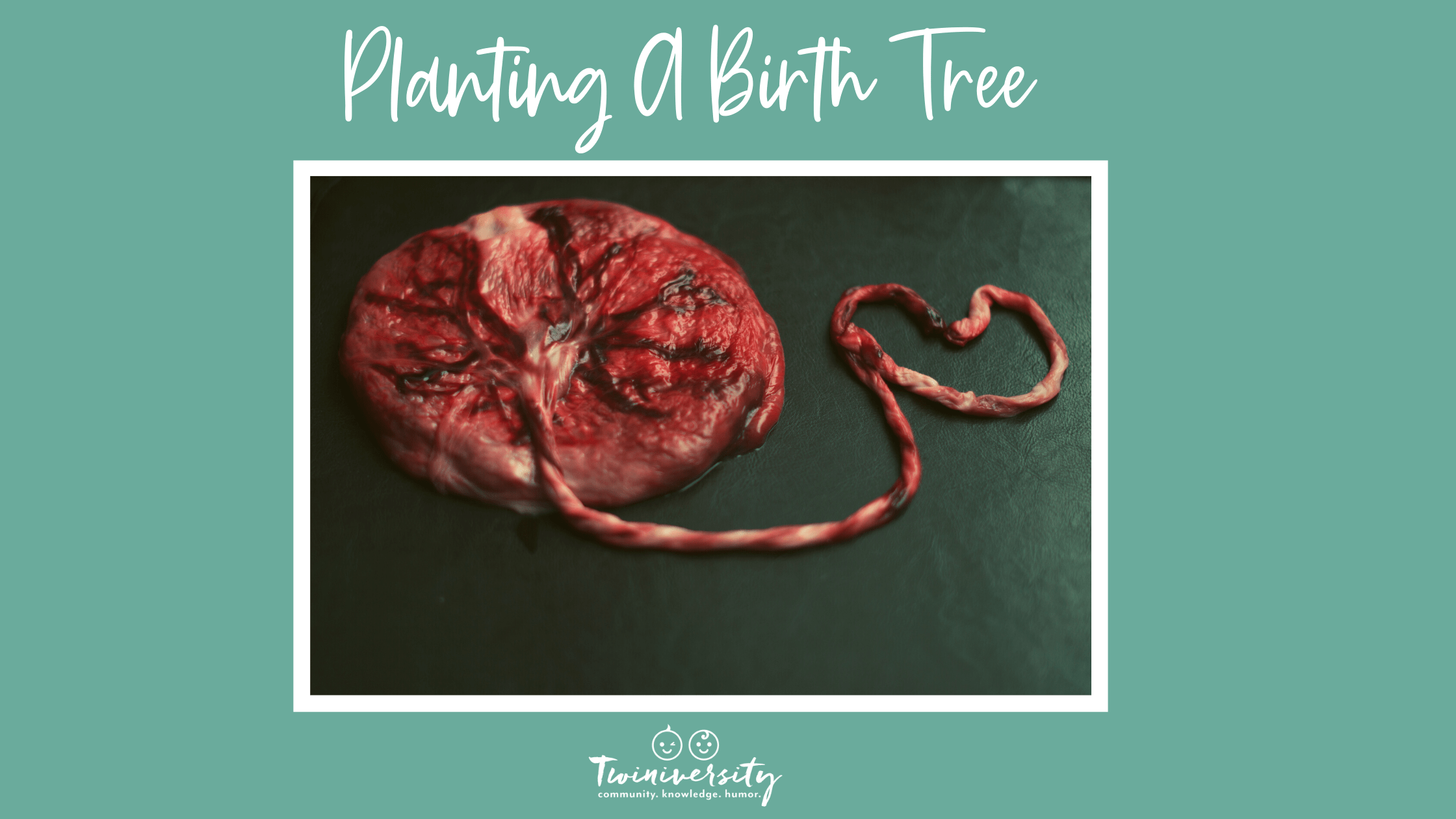 Placenta Tree of Life Planting a Placenta Birth Tree Twiniversity