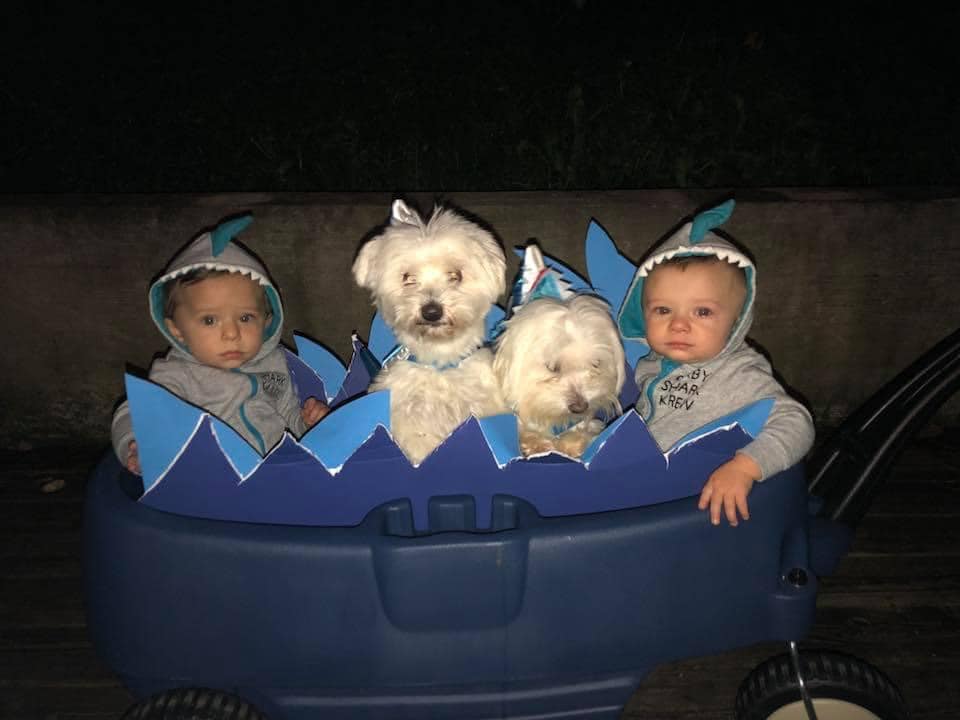 twin boys and dogs dressed as baby shark twin boys halloween costumes