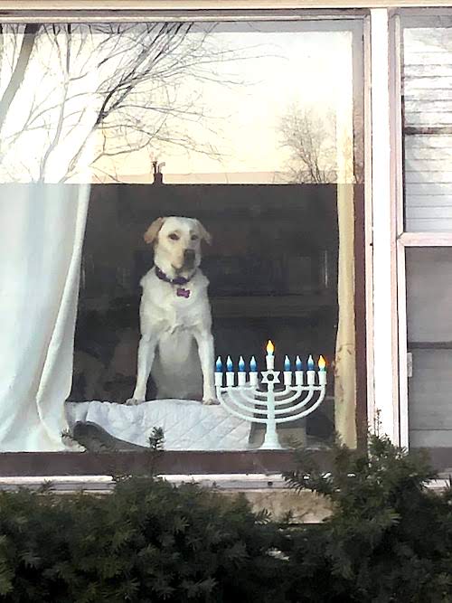 holiday safety tips dog and an electric menorah in the window