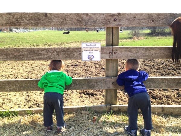 twin boys leaning over a fence at a farm