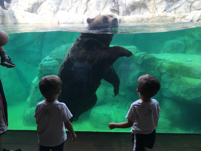 twin boys looking at a bear in a tank at the zoo