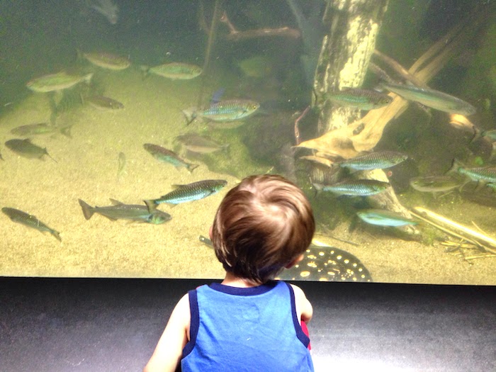 little boy looking at a fish tank at the aquarium