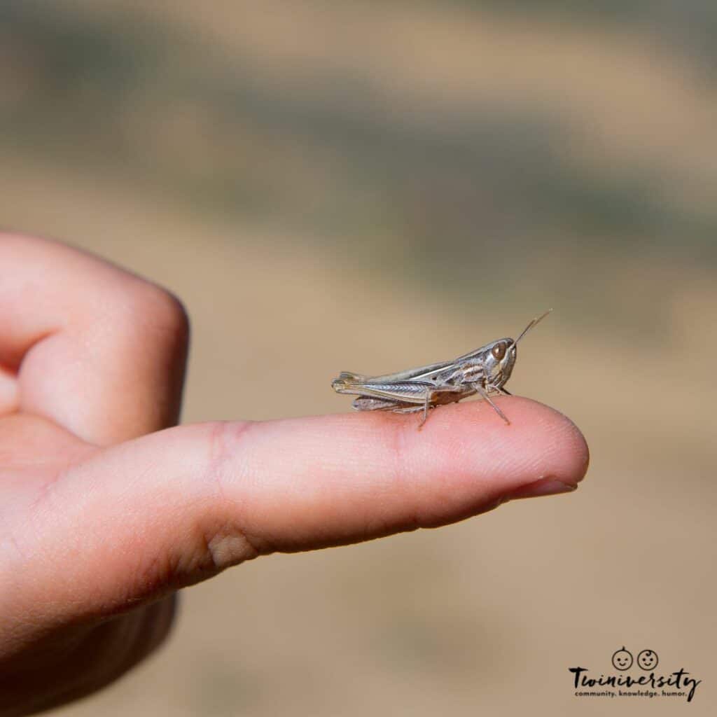 Bugs are one of the grossest things your twins have put in their mouth.