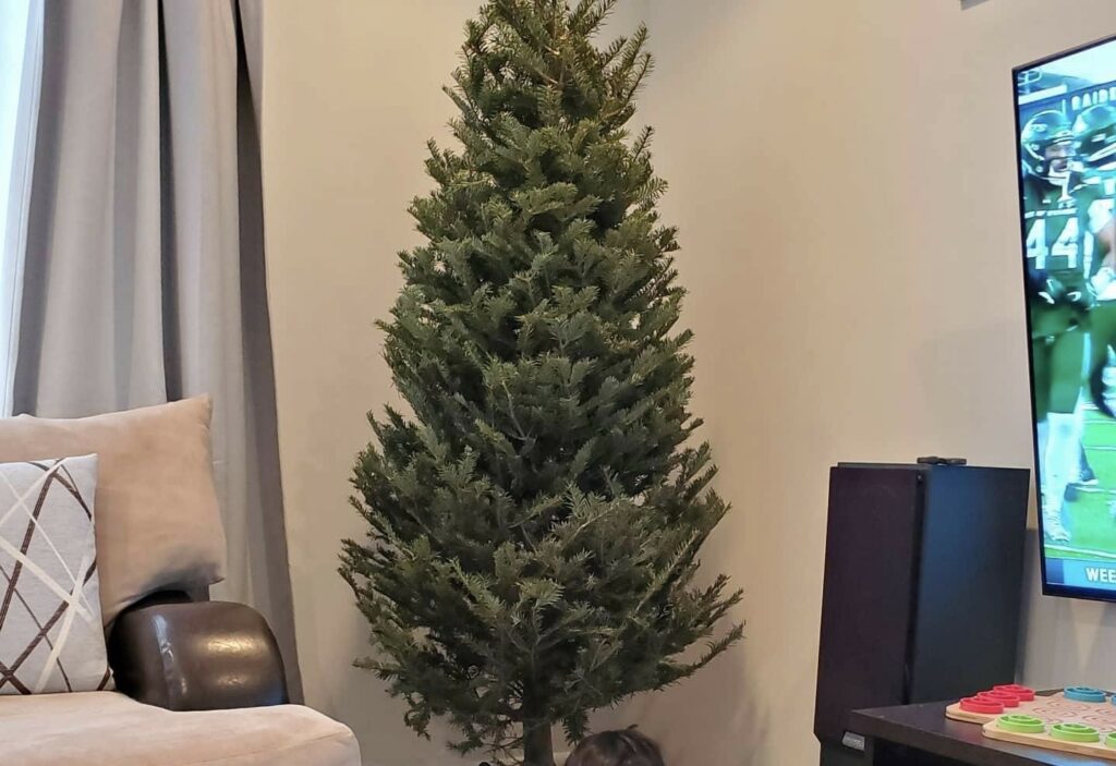 An excellent way to toddler proof a Christmas tree is to just not decorate it at all