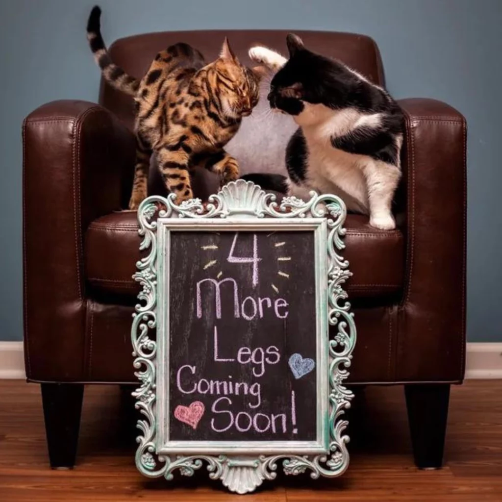 Twin pregnancy announcements that include your fur baby
