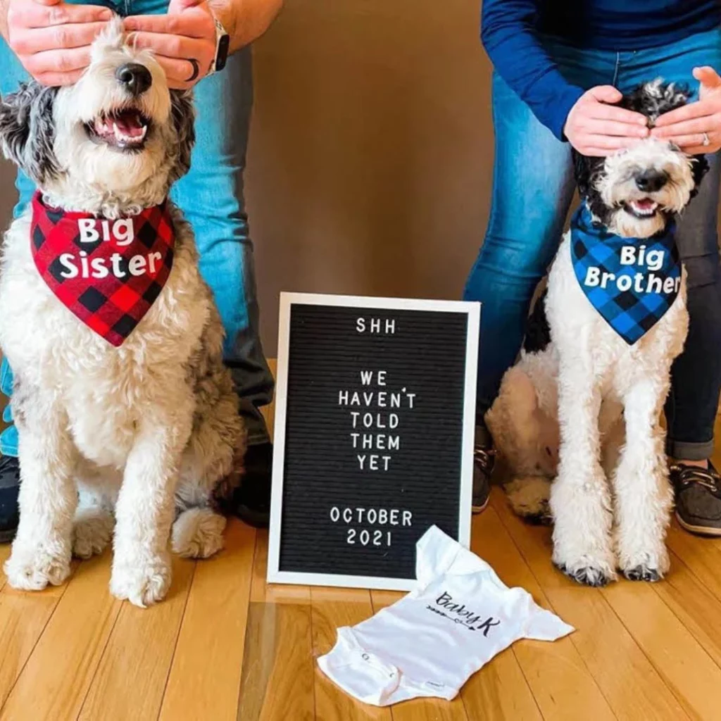 pregnancy announcement with fur babies included
