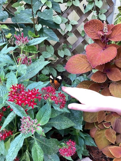 butterfly and hand mackinac island lodging