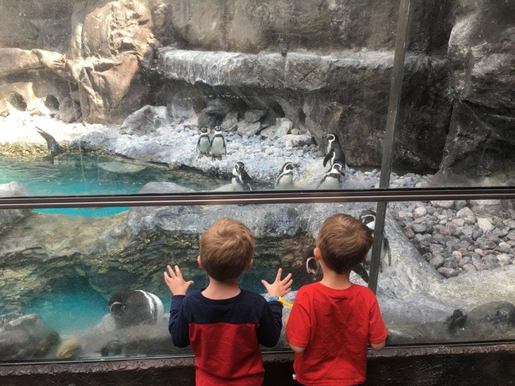 zoo