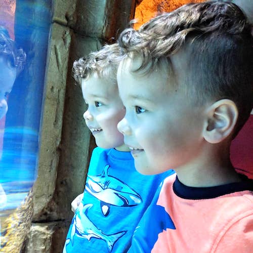 boys looking at fish at aquarium balance career and kids