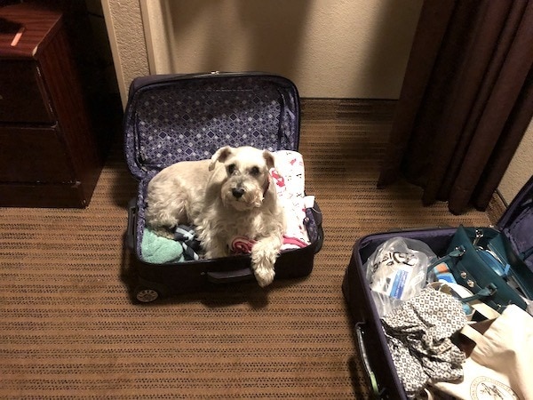 small dog laying in open suitcase evacuating