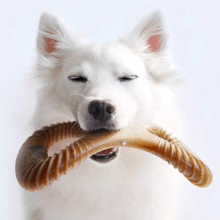 gifts for dogs