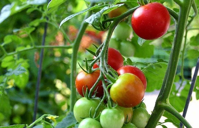 tomatoes growing on vine