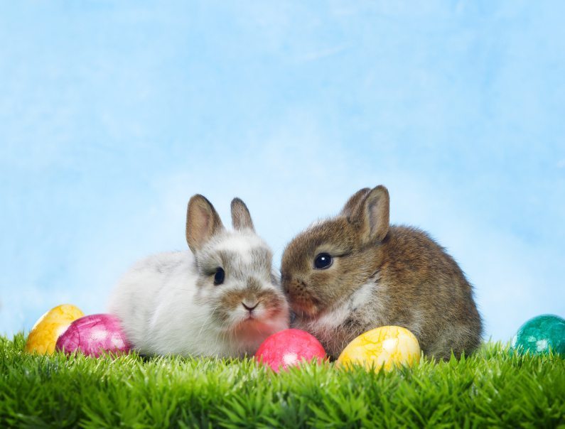 Super Cute Shabby Baby Bunny with Easter Basket Grass · Creative Fabrica